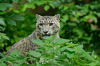 上帝模拟器《神命Fata Deum》将于9月15日登陆Steam抢先体验版！